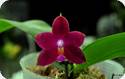 P. CTL Venolina Tetracea 6.1 x fimbriata